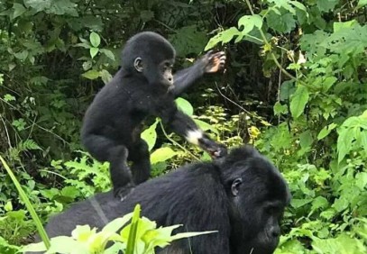 7 Days Wildlife and Primates (Gorilla and Chimpanzee) Safari