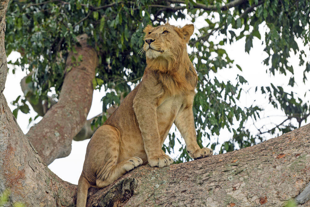 Queen Elizabeth National Parkoeganda5