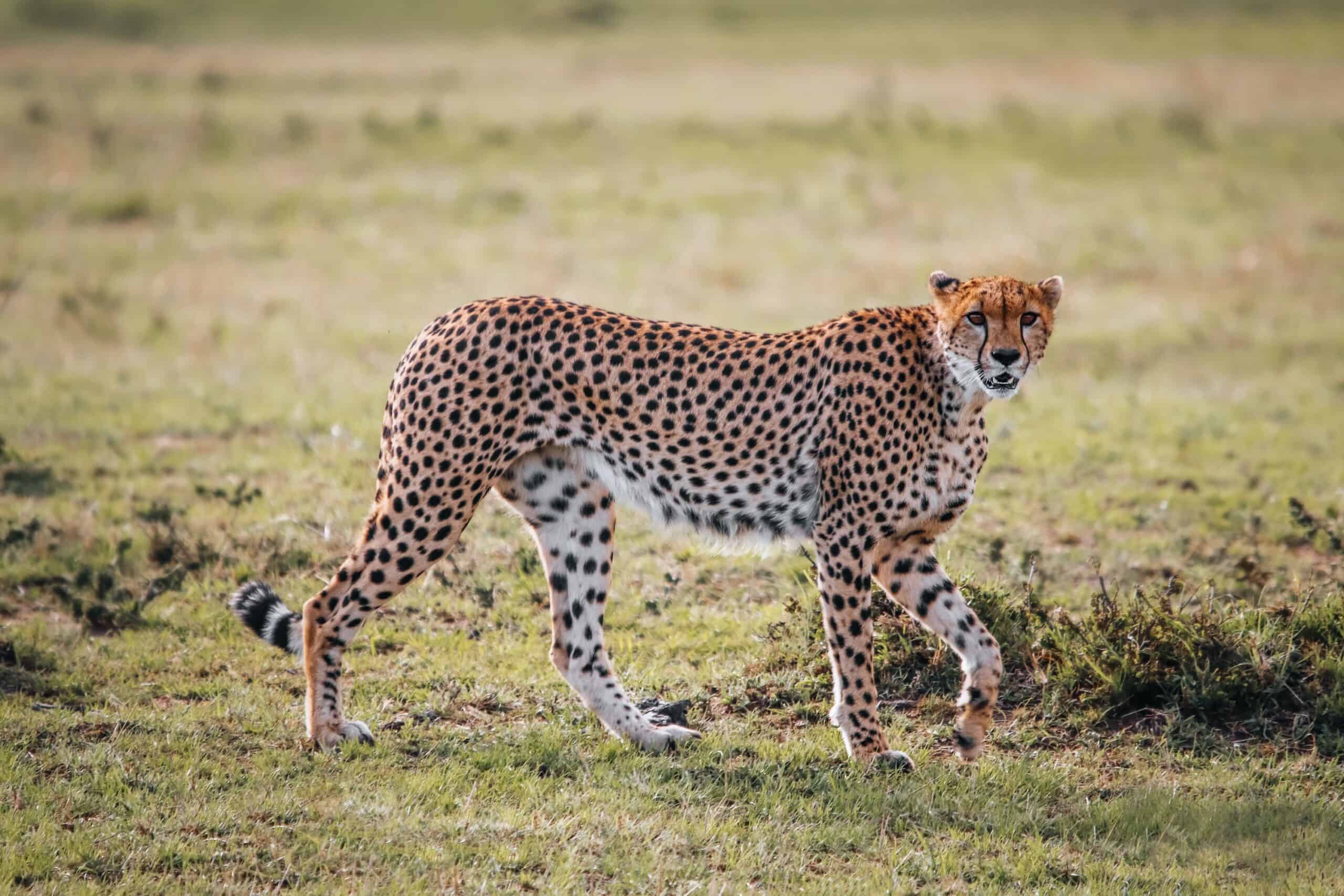 Tanzania Safaris And Kilimanjaro Climbing Tour Operator (1)