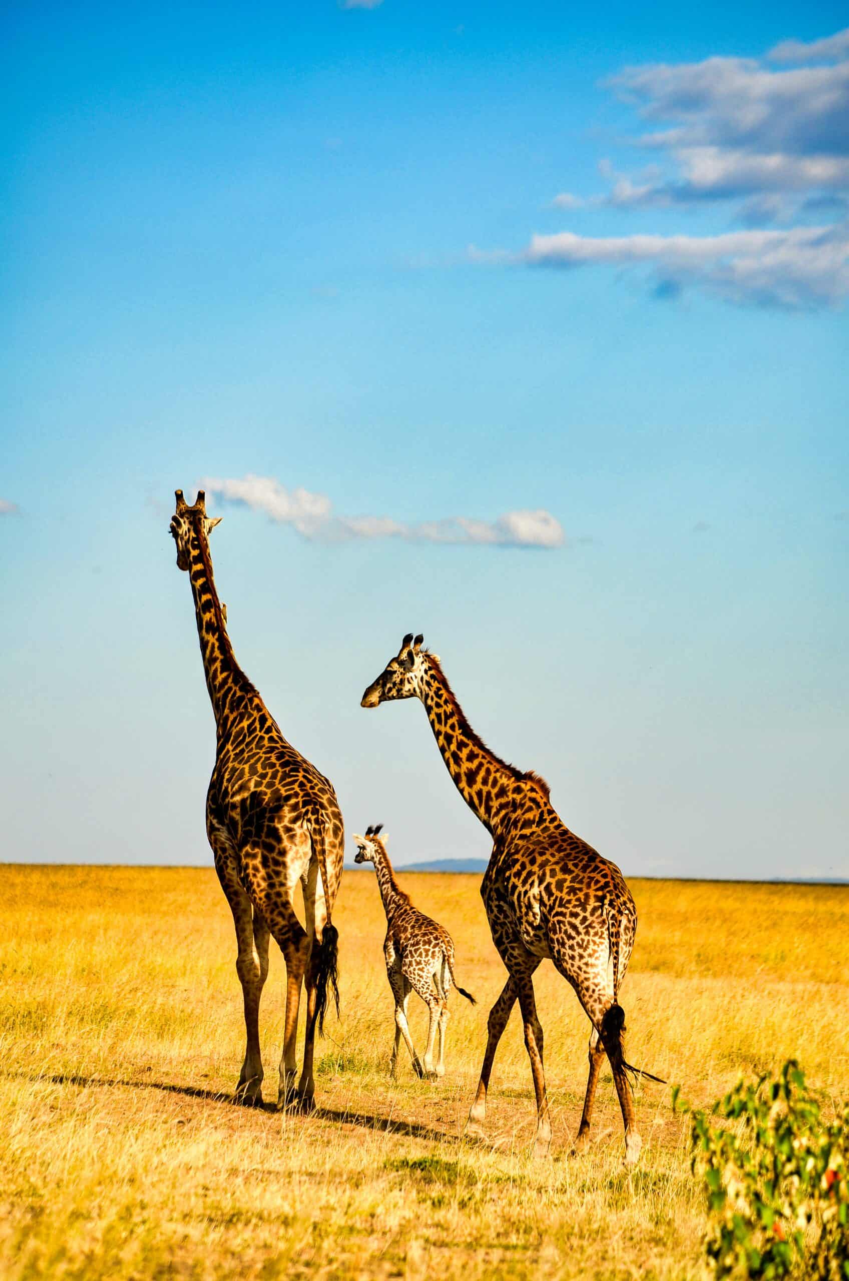 Tanzania Safaris And Kilimanjaro Climbing Tour Operator (11)