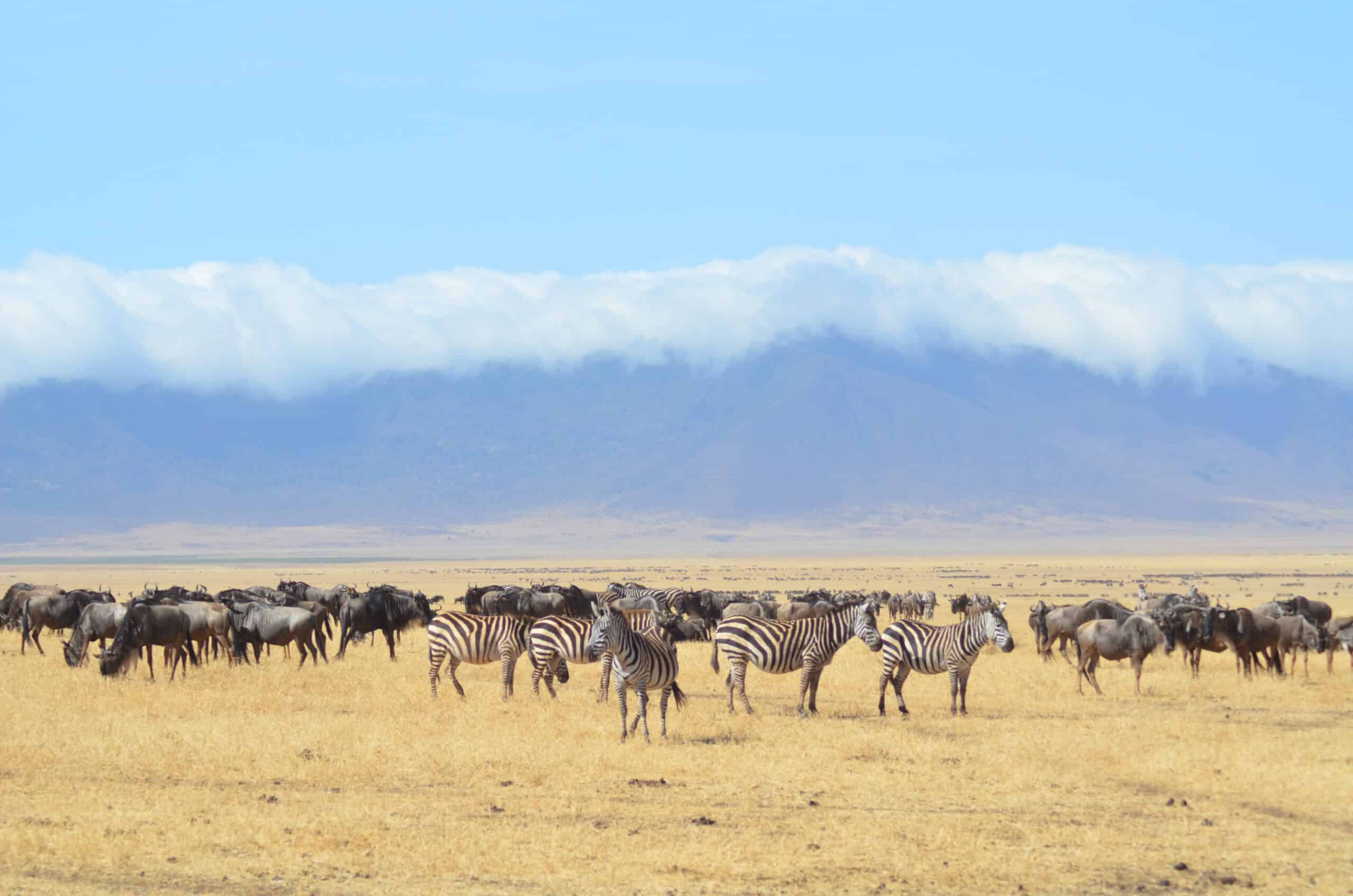 Tanzania Safaris And Kilimanjaro Climbing Tour Operator (12)