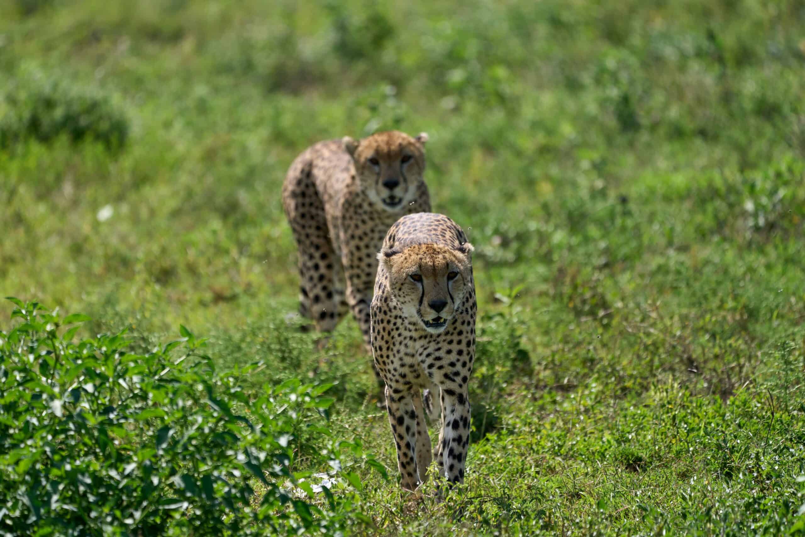 Tanzania Safaris And Kilimanjaro Climbing Tour Operator (14)