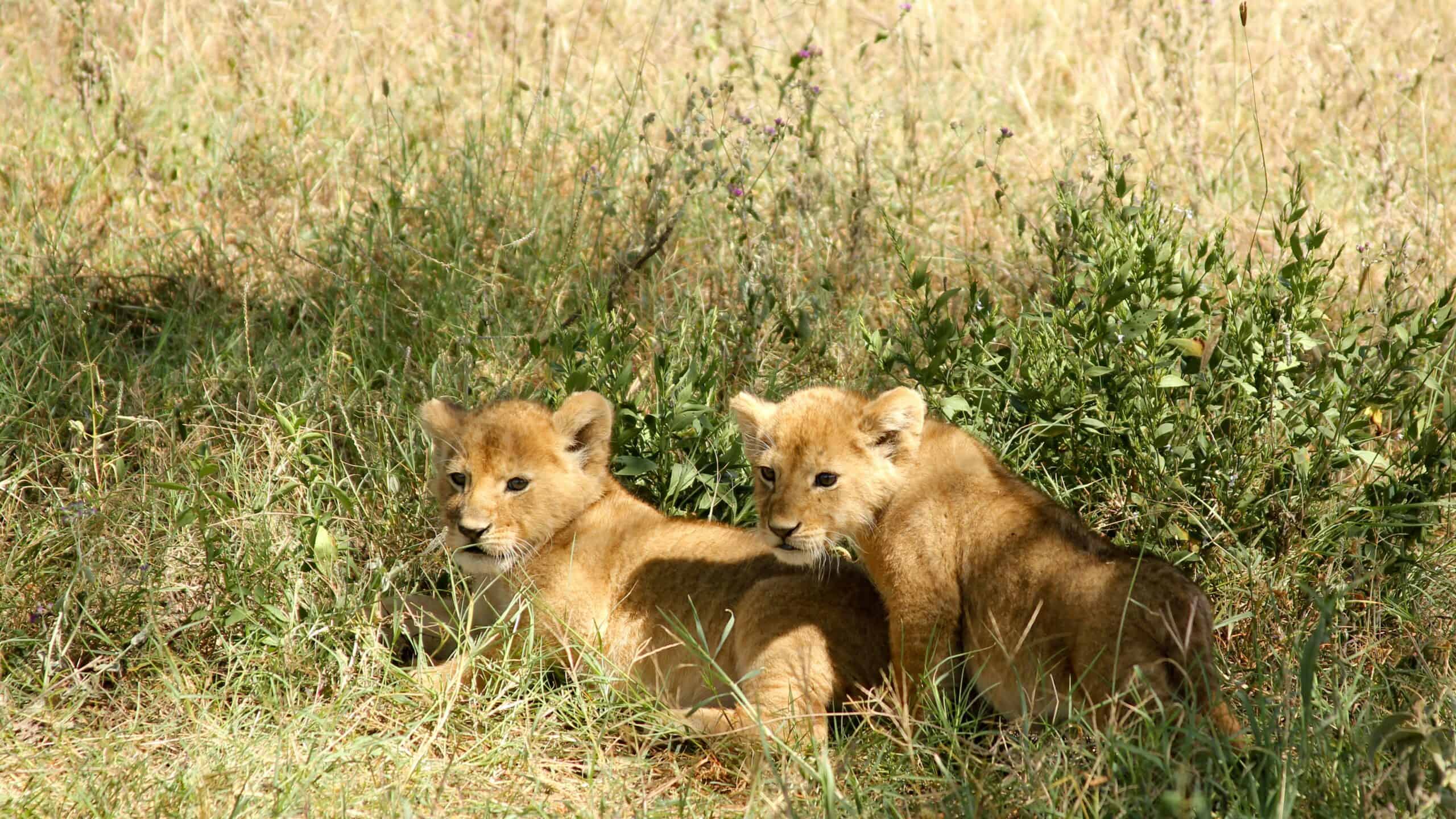 Tanzania Safaris And Kilimanjaro Climbing Tour Operator (2)