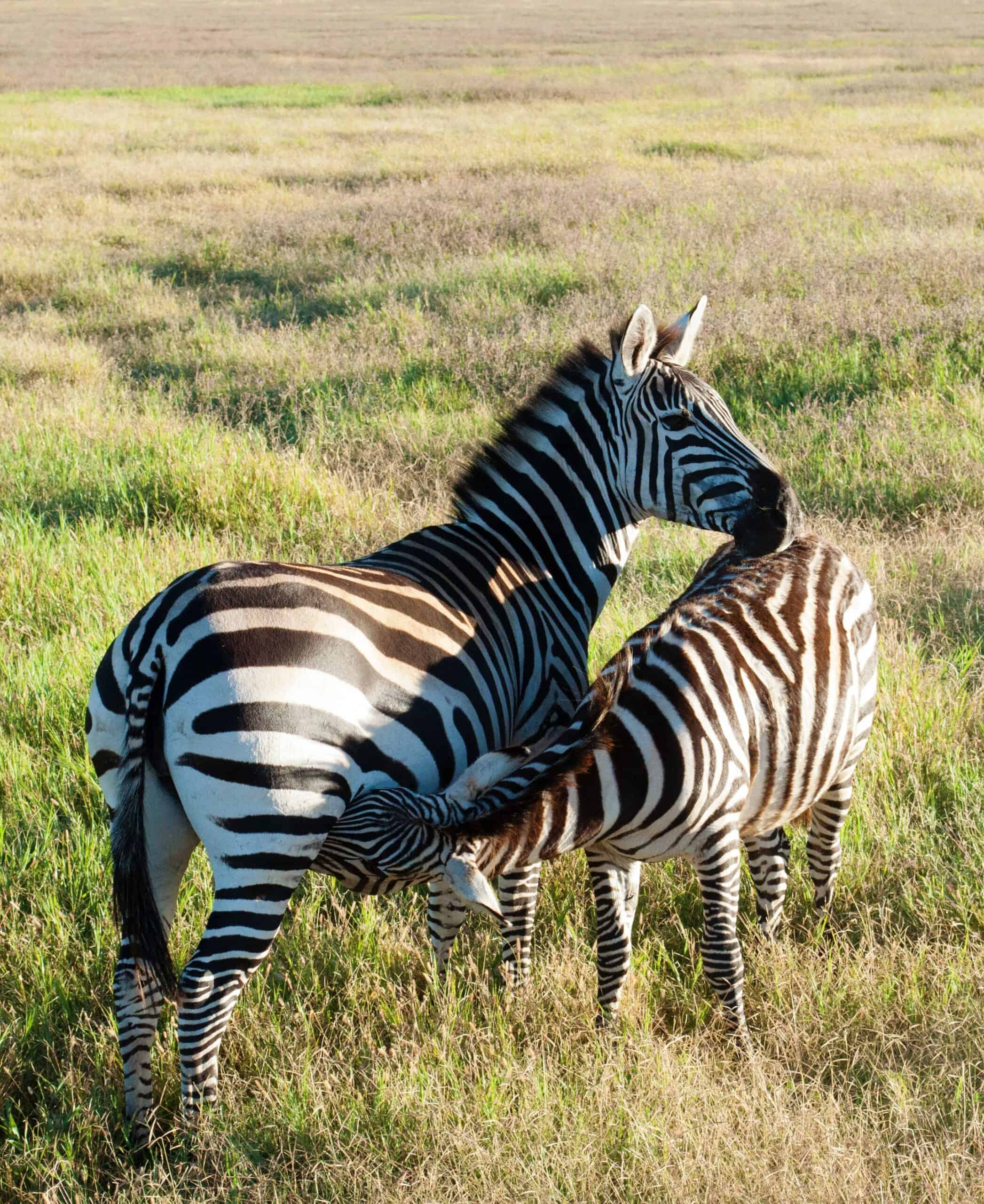 Tanzania Safaris And Kilimanjaro Climbing Tour Operator (21)