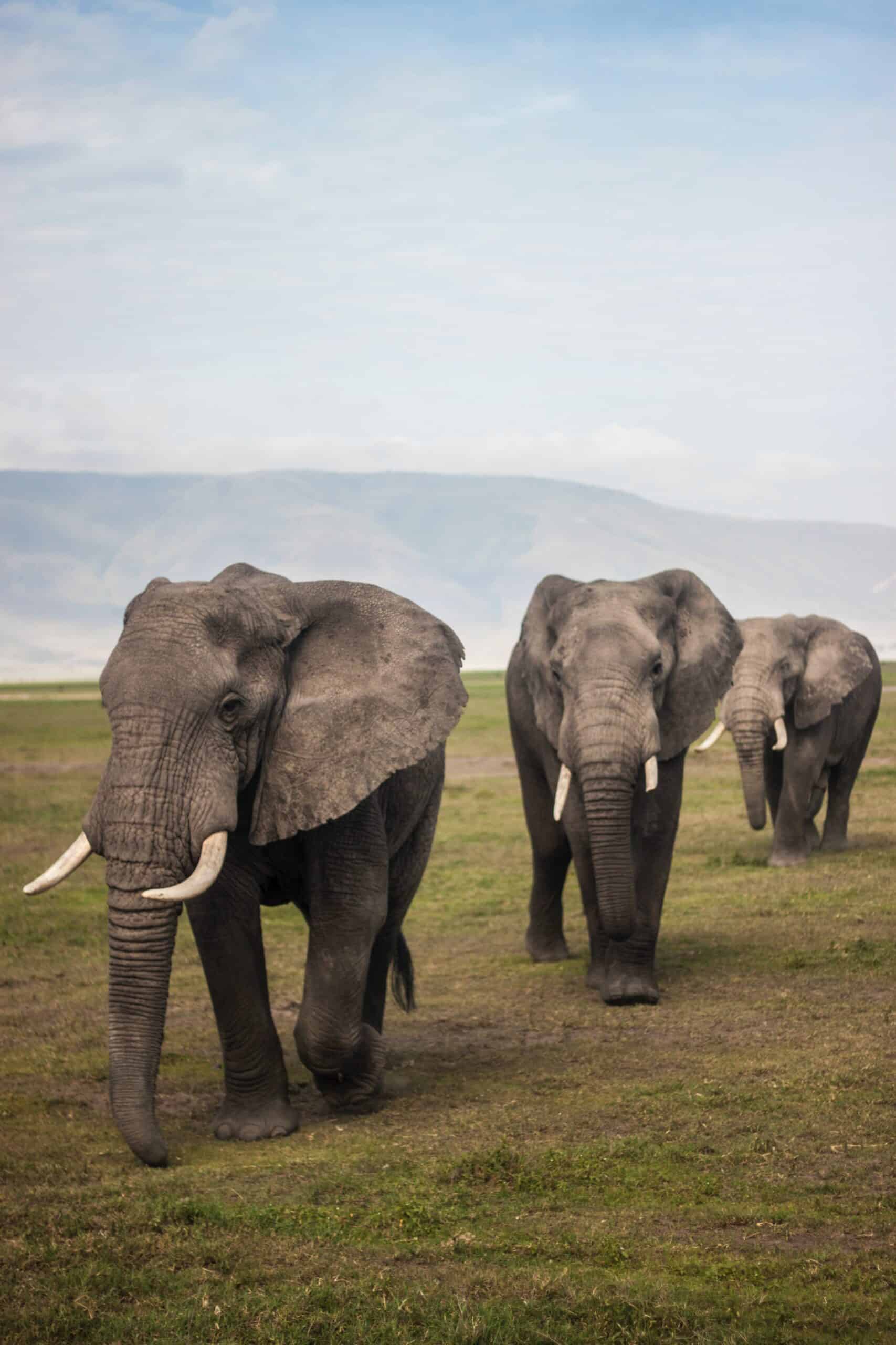 Tanzania Safaris And Kilimanjaro Climbing Tour Operator (26)