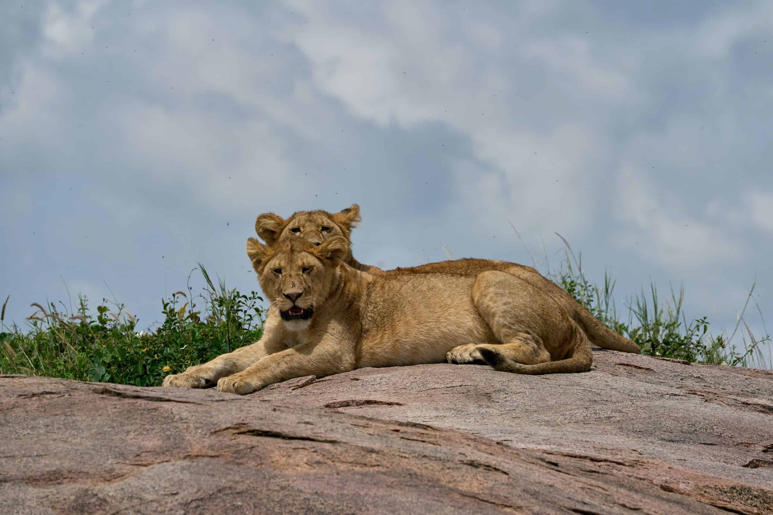 Tanzania Safaris And Kilimanjaro Climbing Tour Operator (3)