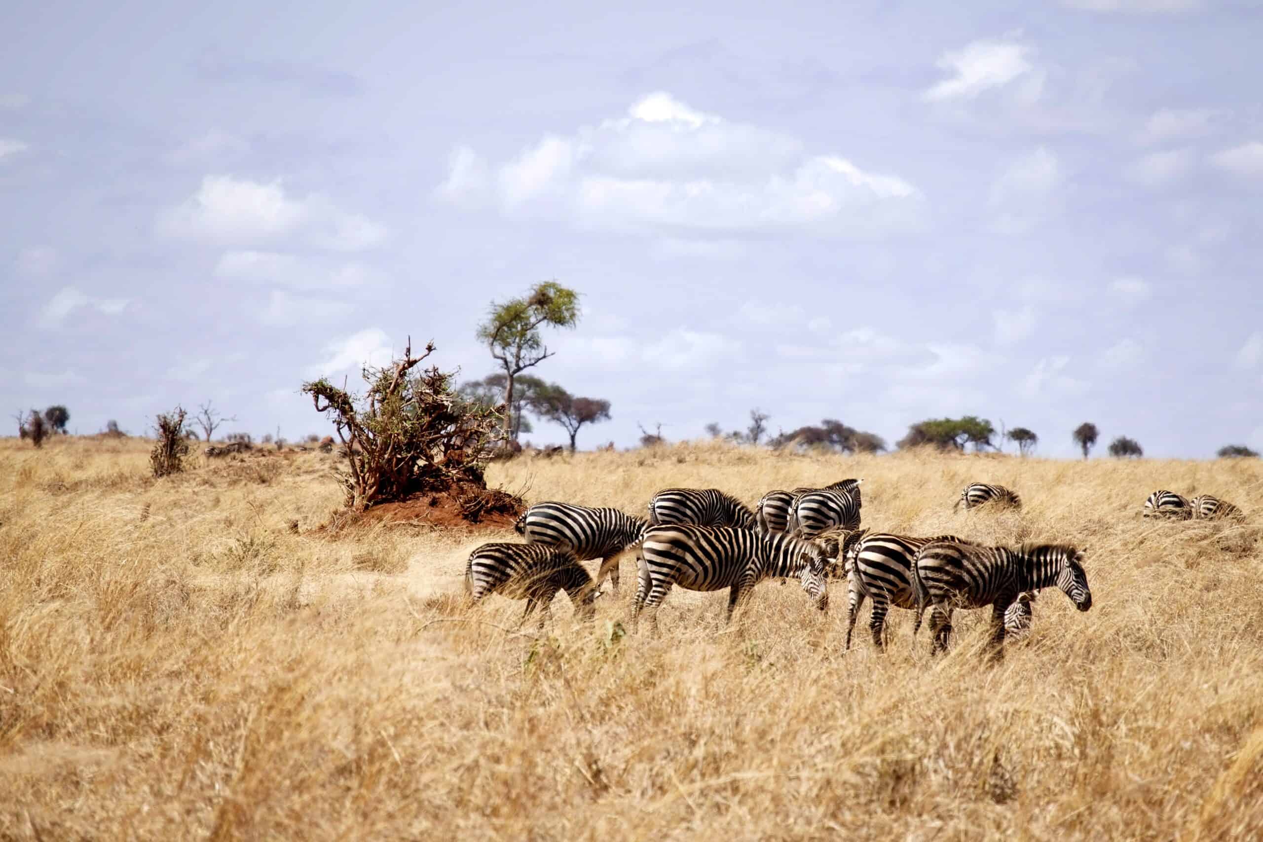 Tanzania Safaris And Kilimanjaro Climbing Tour Operator (31)