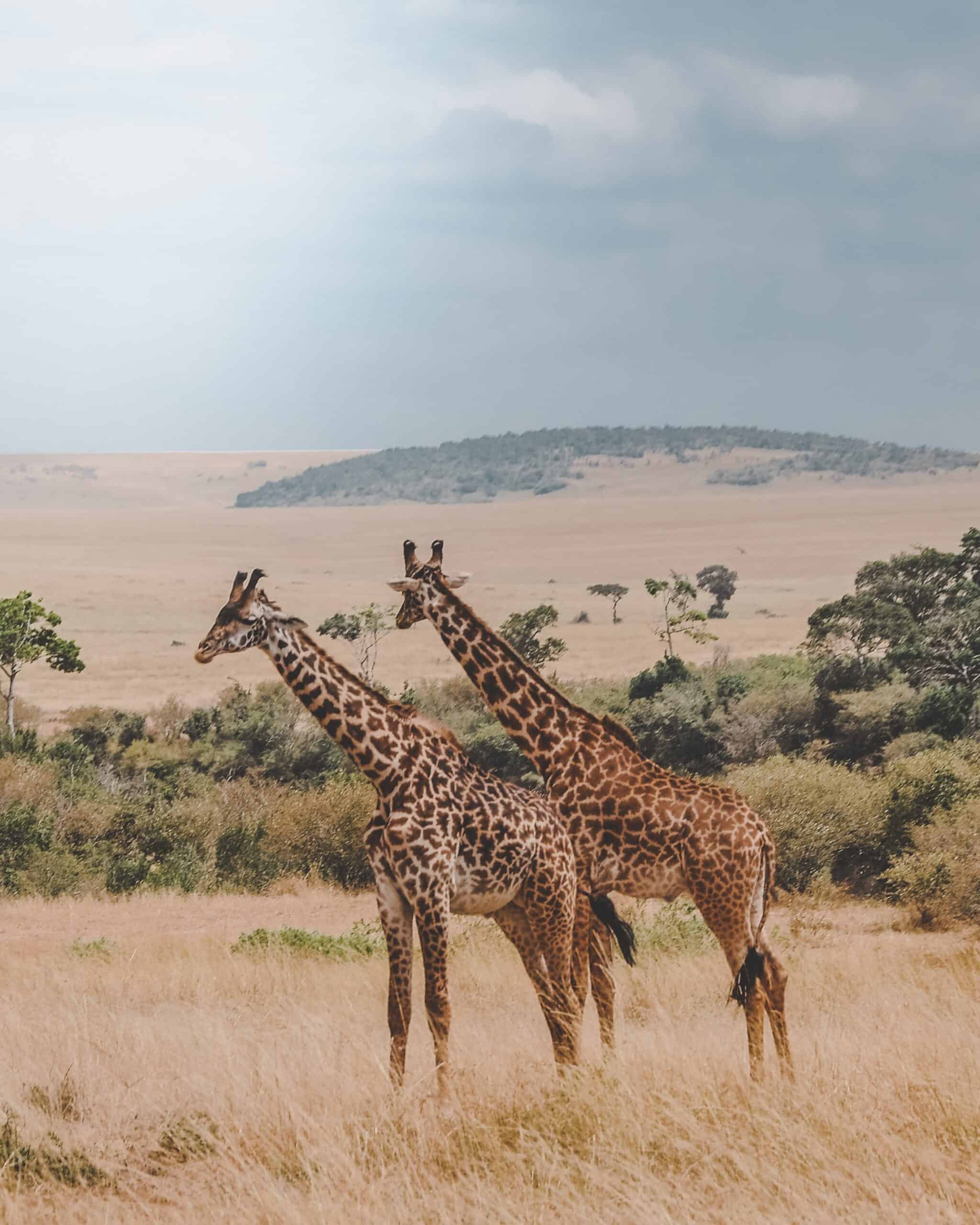 Tanzania Safaris And Kilimanjaro Climbing Tour Operator (4)