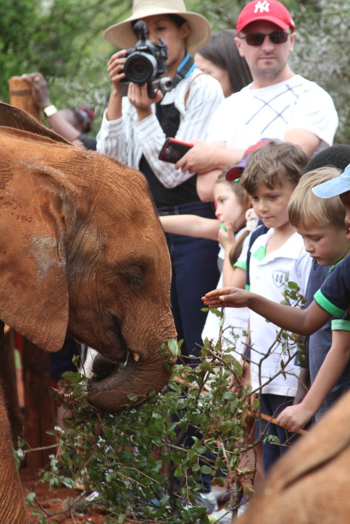 Up Close With Baby Elephants