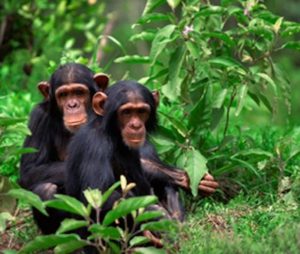 Chimp Tracking In Kyambura Gorge 300