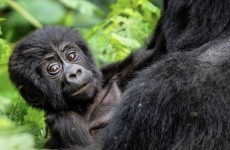 3-Day Uganda Gorilla Trekking