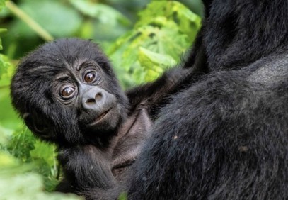 3-Day Uganda Gorilla Trekking