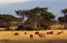 3-Day Safari to Queen Elizabeth National Park