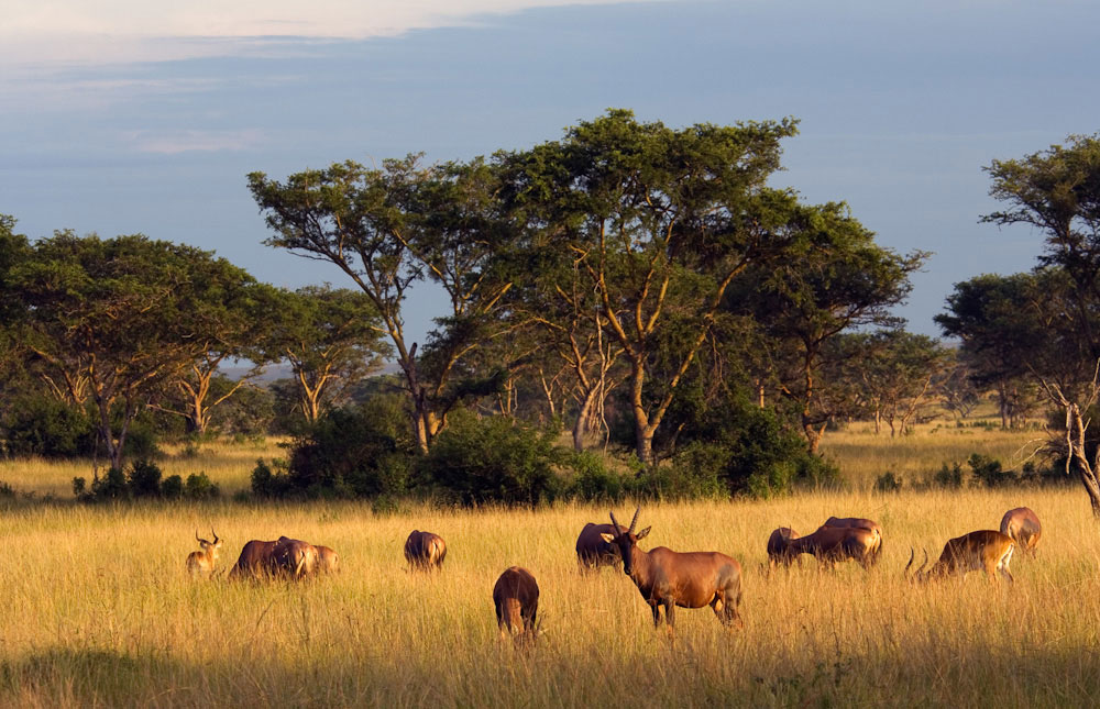 Queen Elizabeth National Park 1