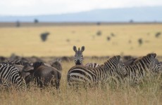 5 Days Big Five and Migration Safari