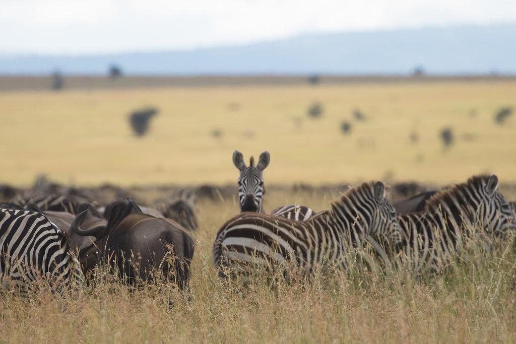 Safari 5