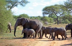 1-Day Thrilling Tour to Tarangire National Park