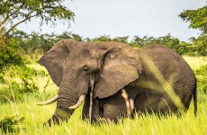 3 Days Murchison Falls National Park Safari