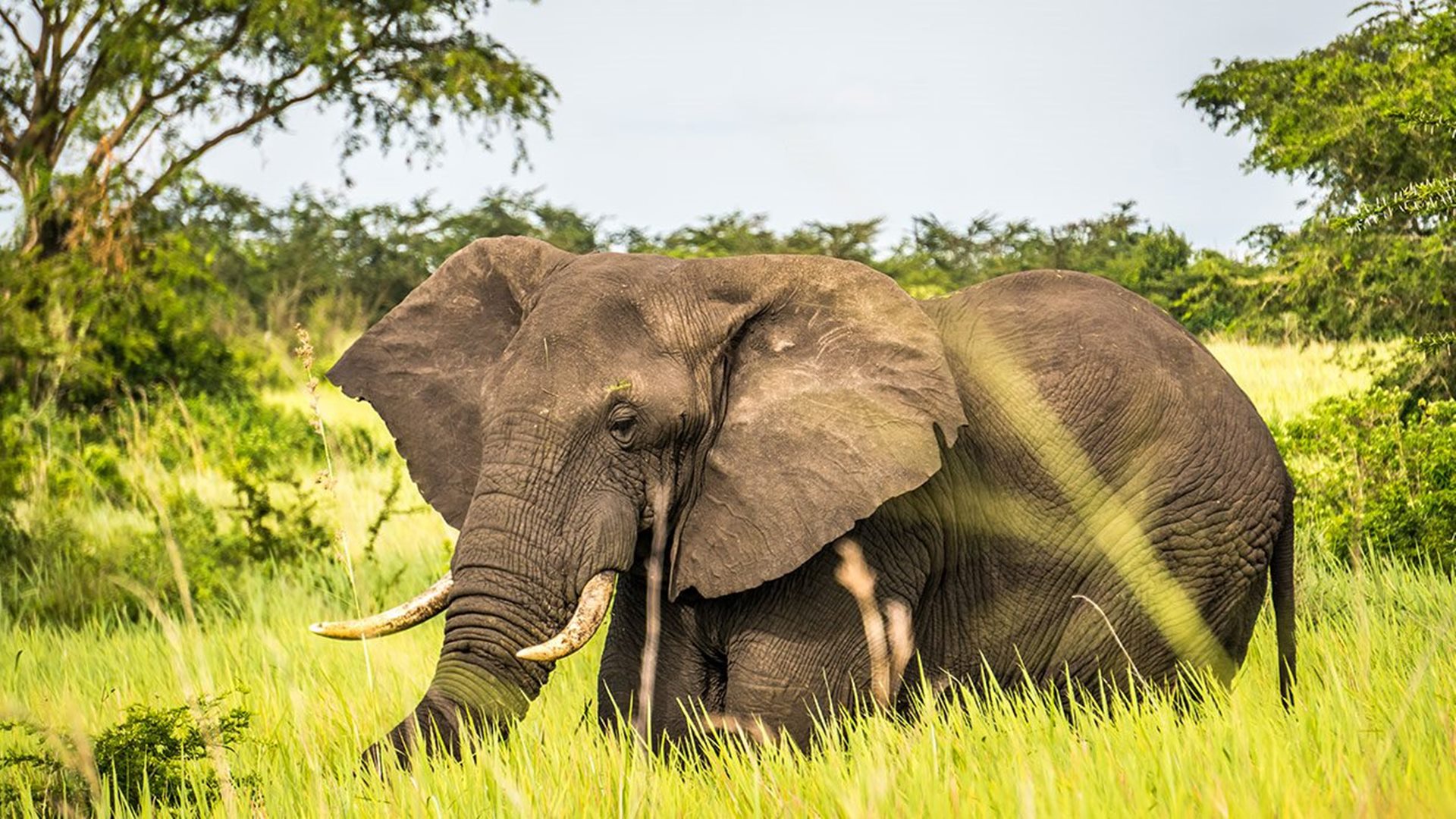 Elephant
