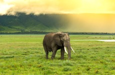4 Days Tanzania Luxury Safari