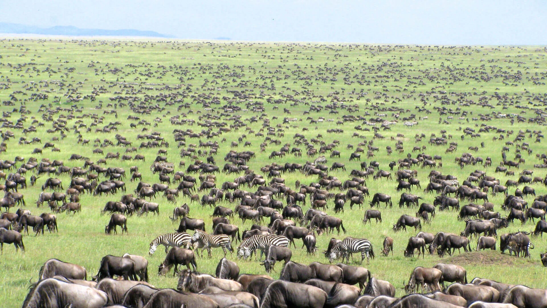 Large Herd Of Wildebeests