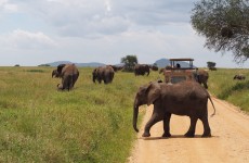 3 Days Easy Travel Tanzania Safari