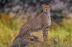 8-Day Following the Migration Footsteps Safari