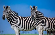 4-Days Endless Plains