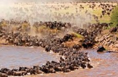 7 Days Serengeti Wildebeest Migration