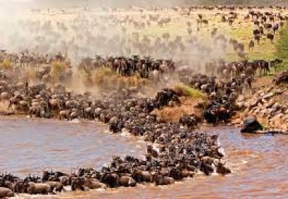 7 Days Serengeti Wildebeest Migration