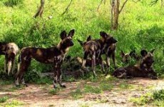 2 Days Splendid Rhino and Wild Dogs Safari