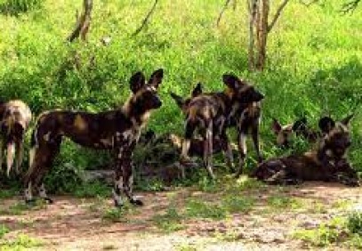 2 Days Splendid Rhino and Wild Dogs Safari