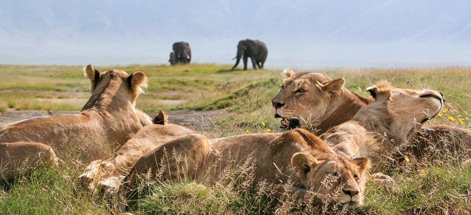 Ngorongoro Crater Lion Protection Kope Lion