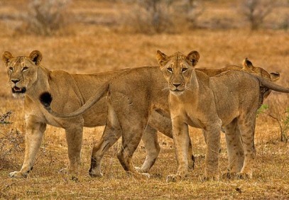 7 Days Tarangire, Serengeti, Lake Manyara, Lake Natron Safari
