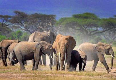 7 Days Southern Safari Circuit Mikumi, Ruaha & Selous