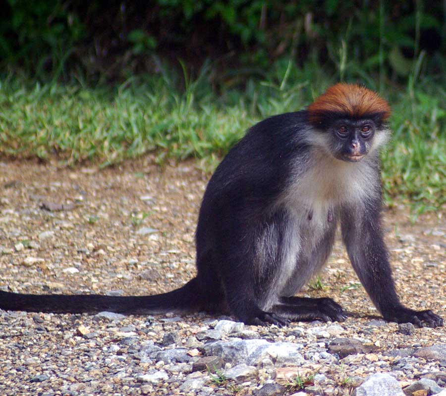 Slide Red Colobus Udzungwa