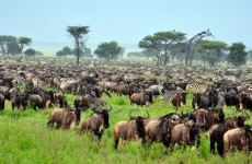 5 Days Serengeti Migration Calving Season Safari