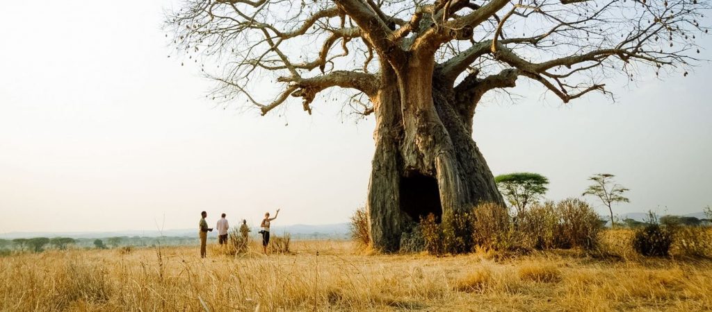 1 Ruaha Tanzania 2 E1607076934843 Ozd6sp3x0wtk5lnujlczddq0nwoygz6hu42j5mzlhw