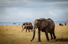 6 Days Best Value Mid-Range Group Sharing Safari