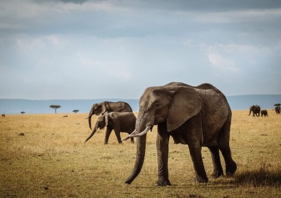 6 Days Best Value Mid-Range Group Sharing Safari