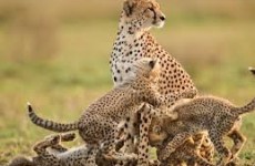4 Days Safari Ngorongoro Crater Tanzania Safari