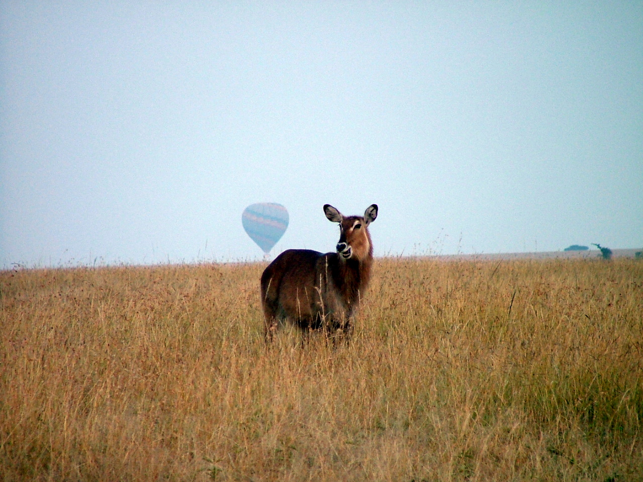 Bushback N Hot Air Balloon Conflict 20190425 112943