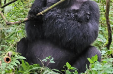 13 Days Rwanda Chimpanzee & Gorilla Trek