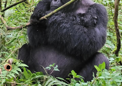 13 Days Rwanda Chimpanzee & Gorilla Trek