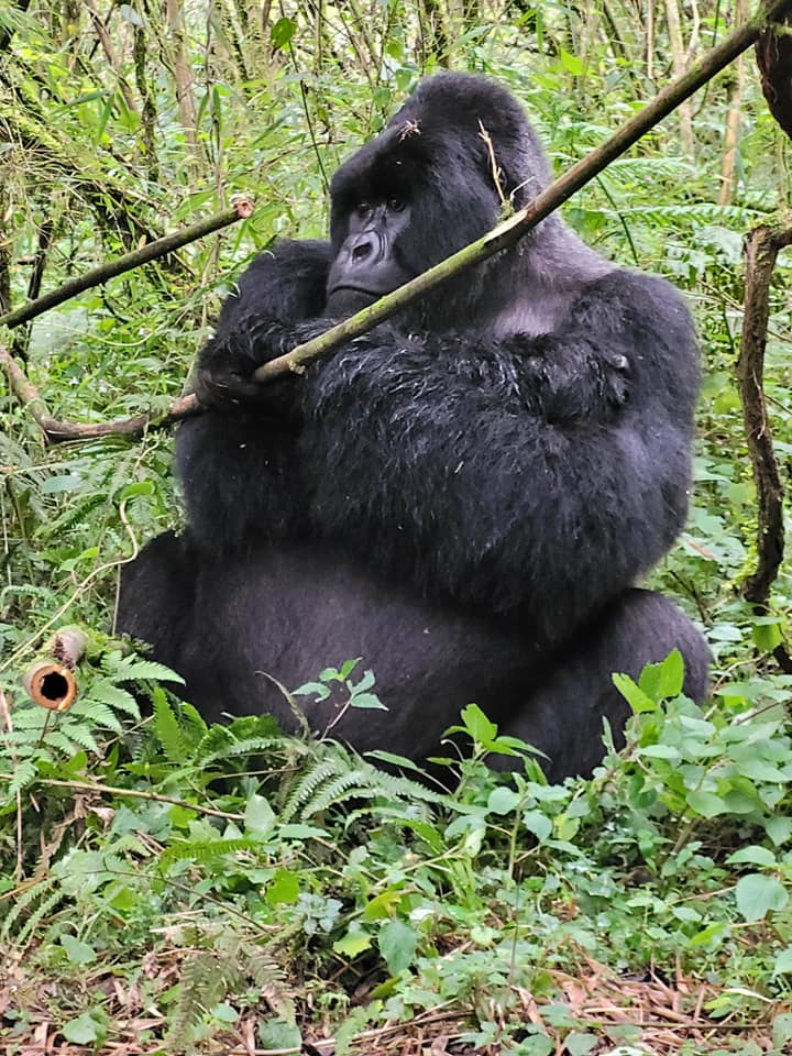 Gorilla5
