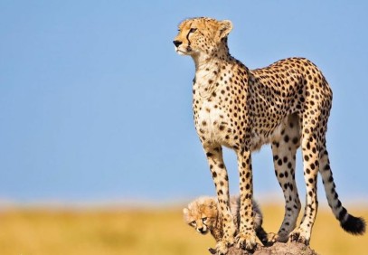 5 Days Lake Manyara, Ngorongoro Crater, Serengeti Safari