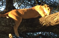 7-Day The Nomad Africa