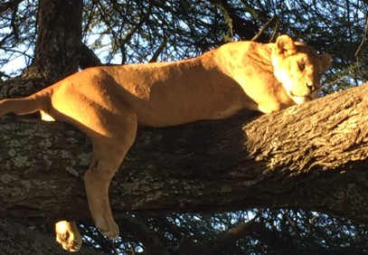 7-Day The Nomad Africa