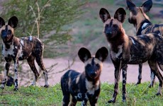 9 Days Epic Adventure in Selous, Mikumi & Ruaha