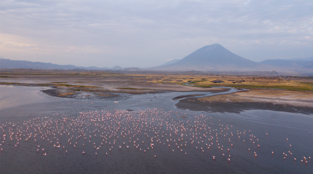 Lake Natron Flamingos Aerial View